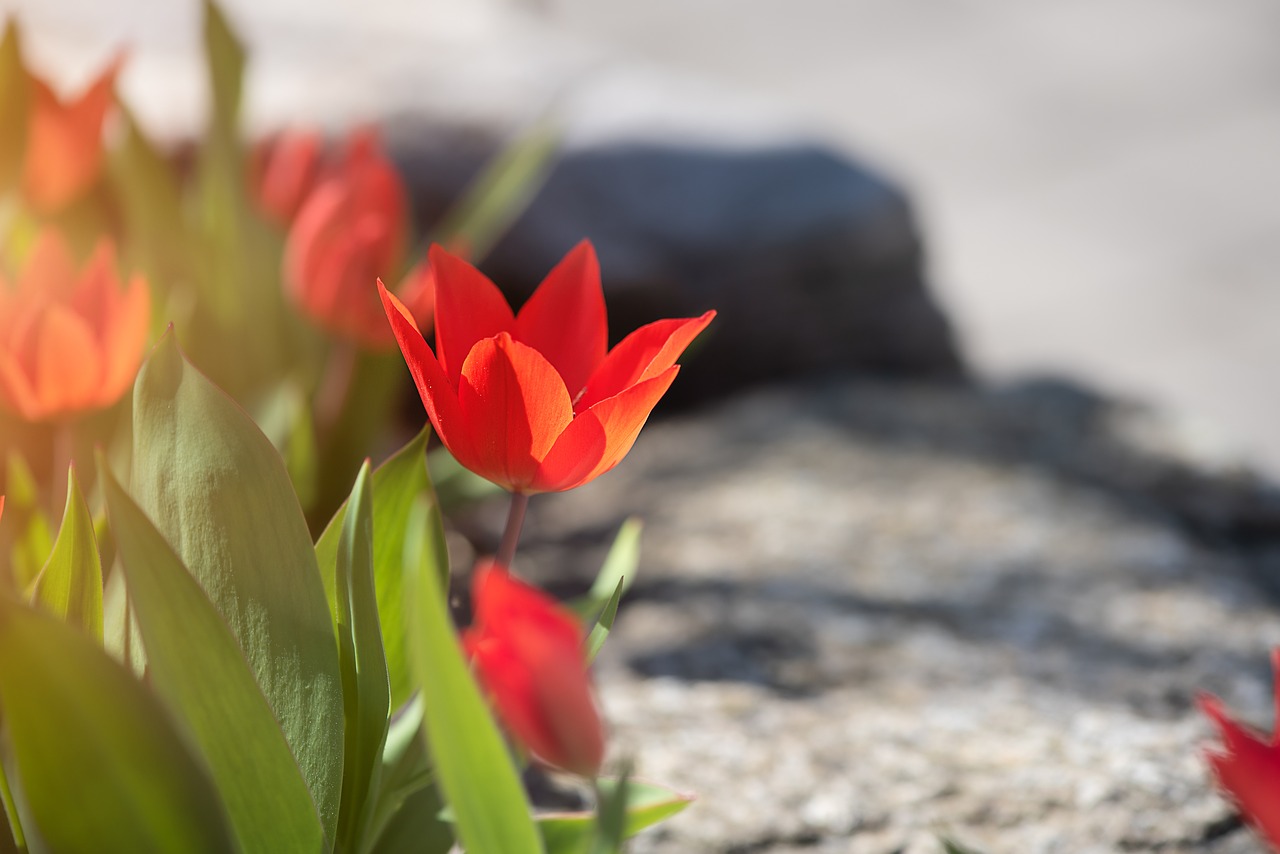 tulips  red  red tulips free photo