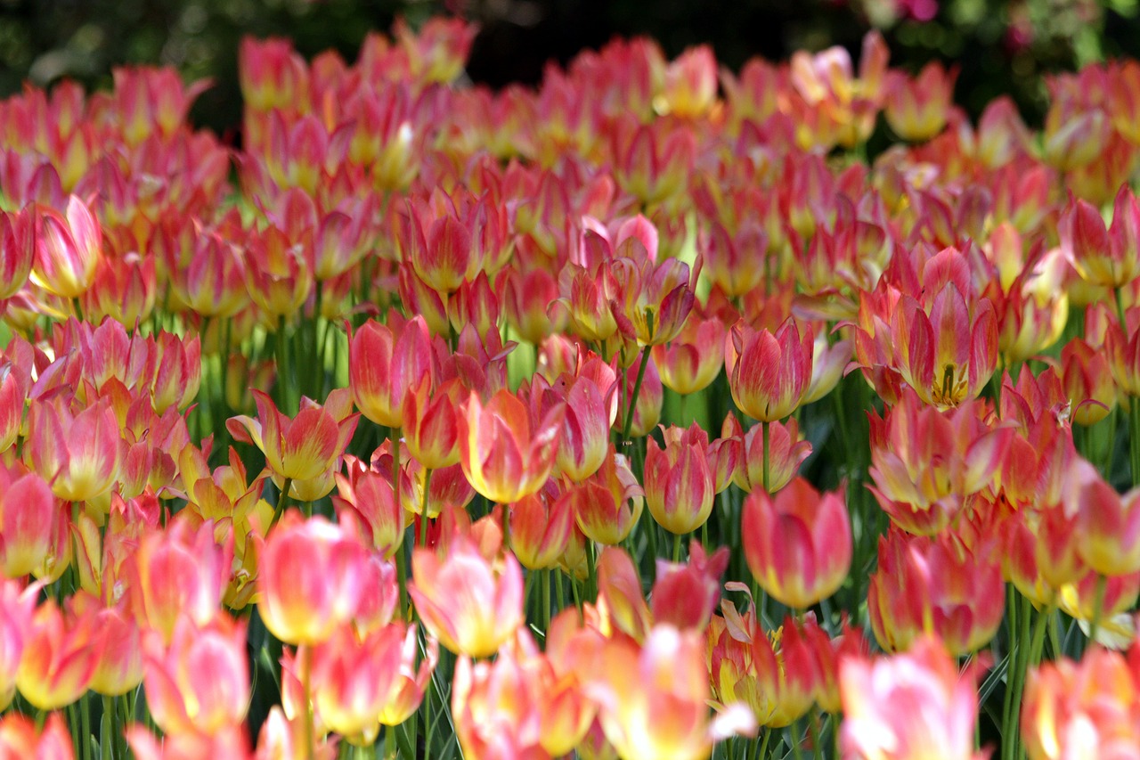 tulips  flowers  spring free photo