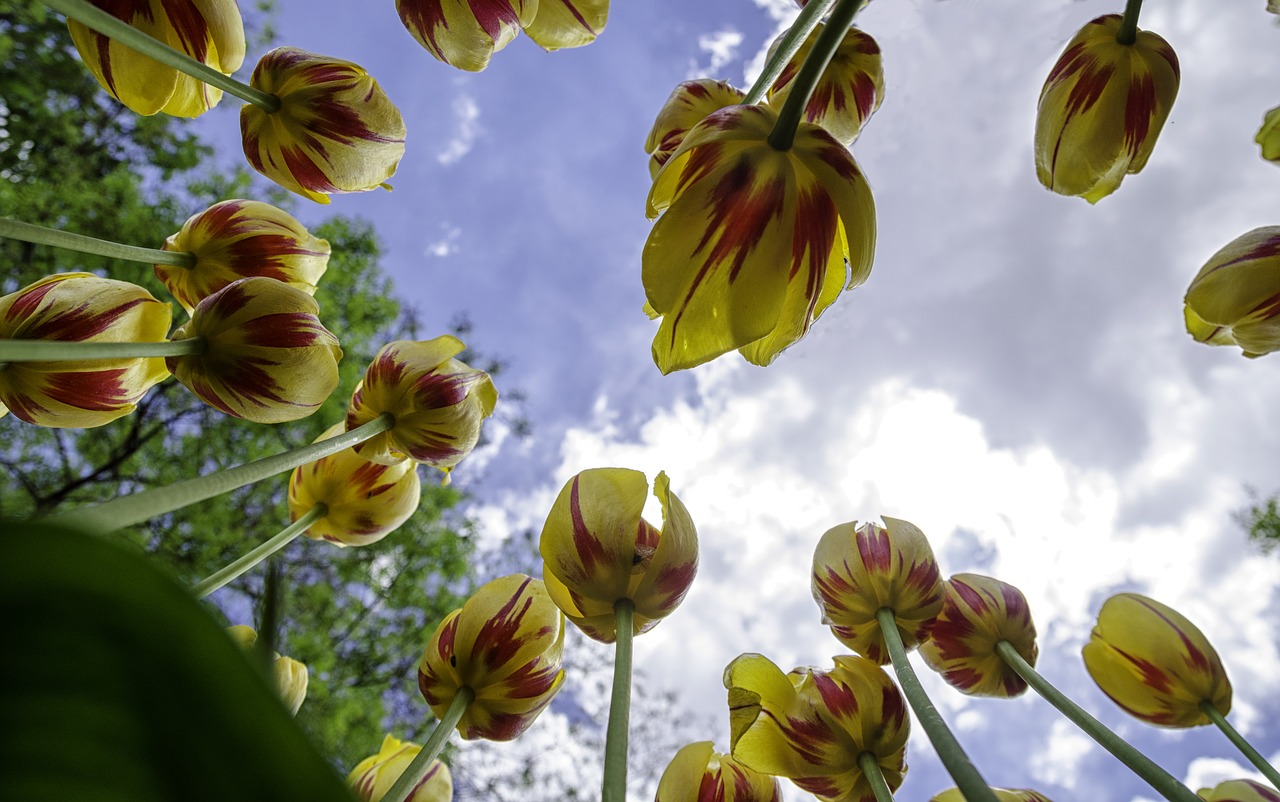 tulips  flower  yellow free photo