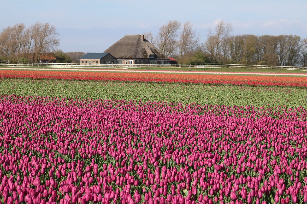 tulips  tulpenbluete  holland free photo