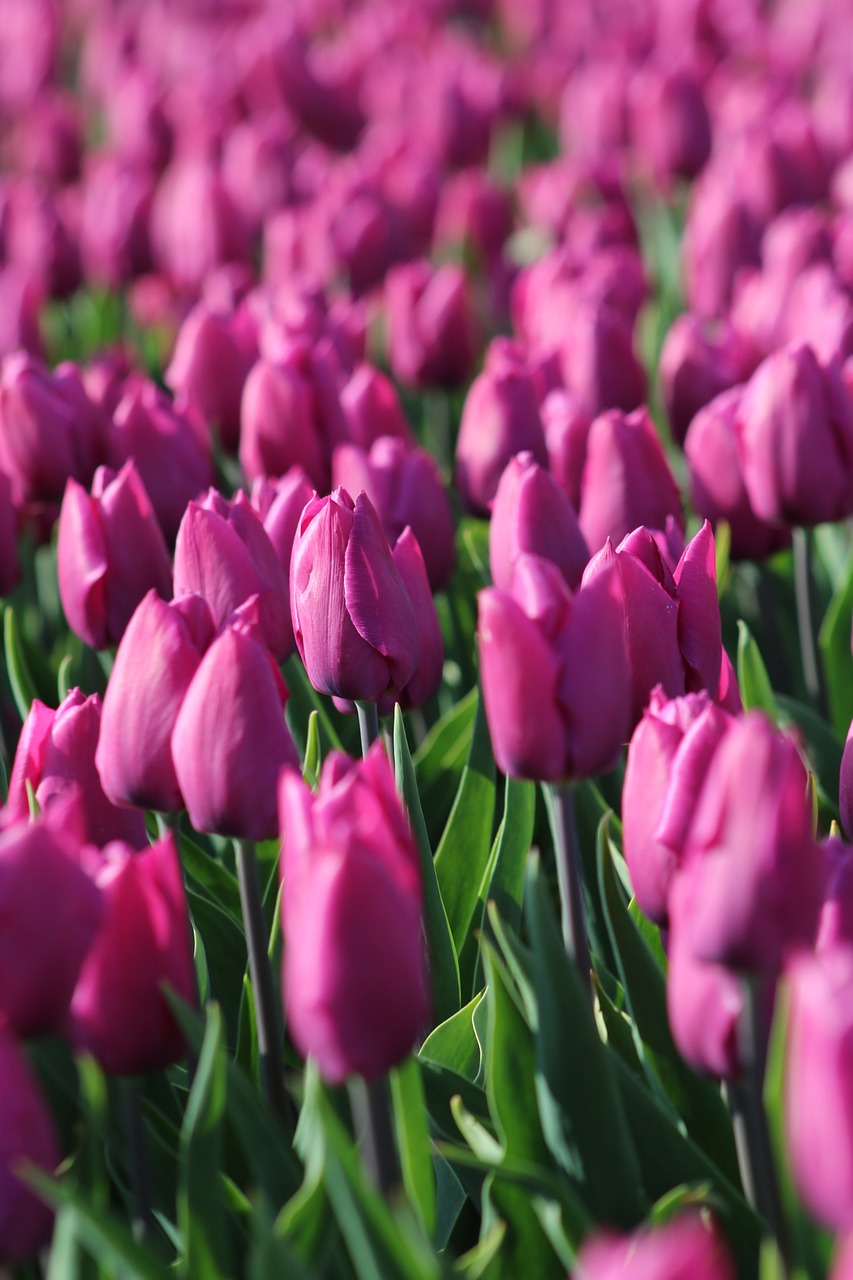 tulips  tulpenbluete  holland free photo