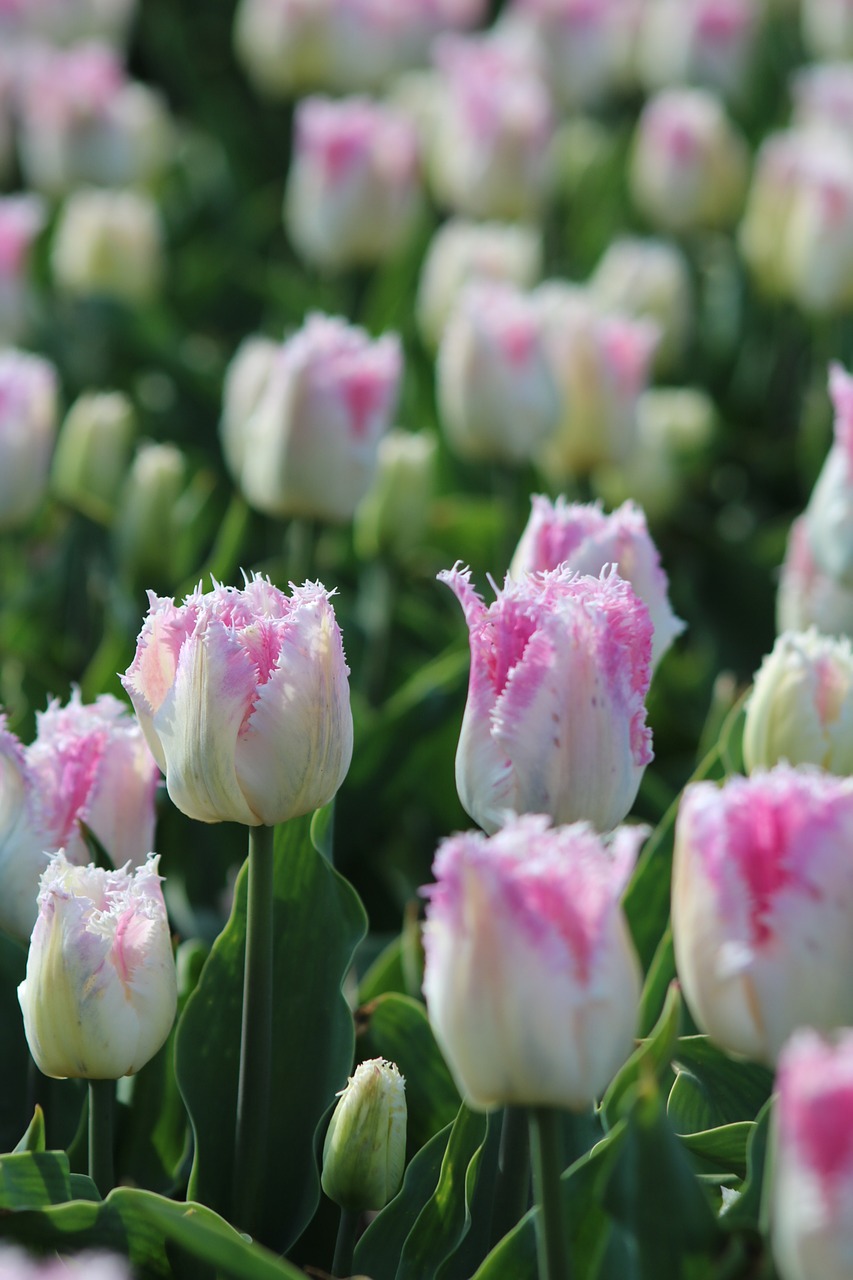 tulips  tulpenbluete  holland free photo