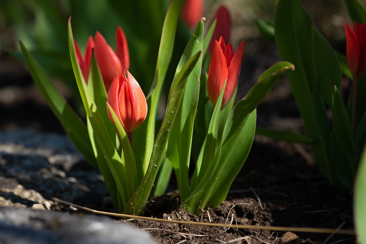 tulips  red tulips  small free photo