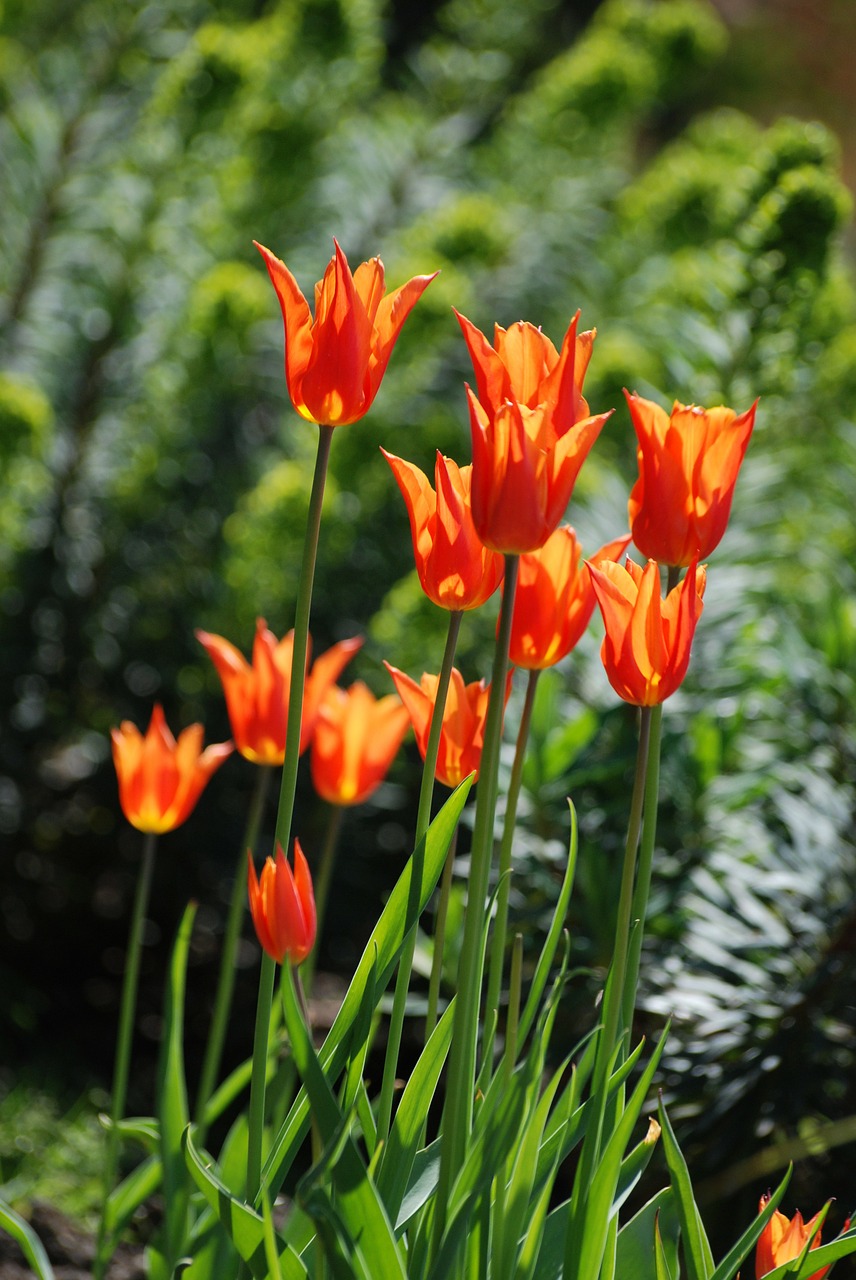 tulips flowers perennial free photo