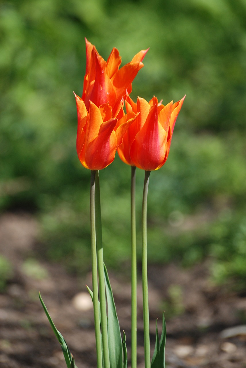 tulips perennial floral free photo