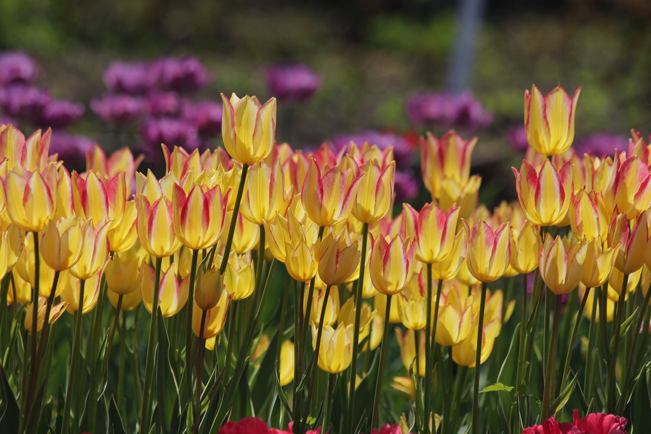 tulips  flowers  spring free photo