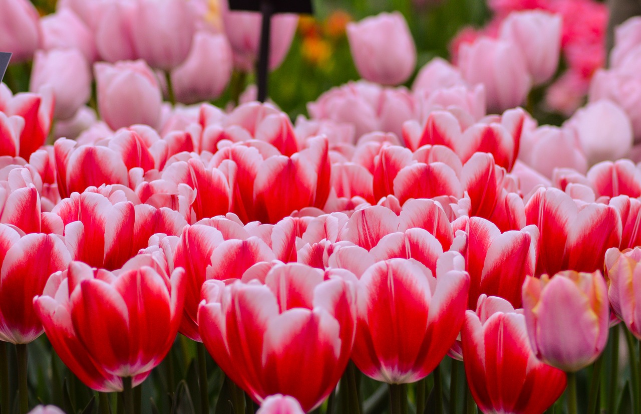 tulips  keukenhof  holland free photo