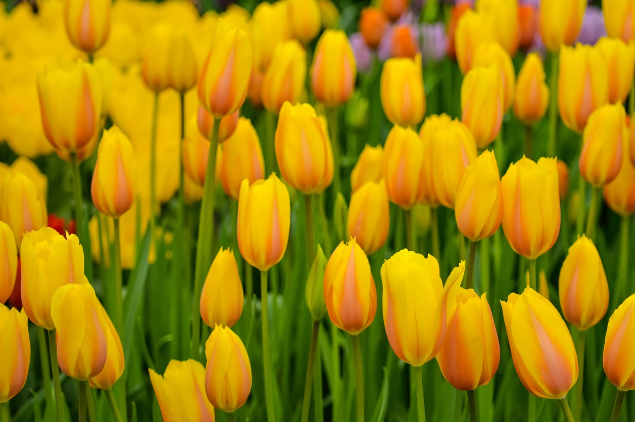 tulips  keukenhof  flower free photo