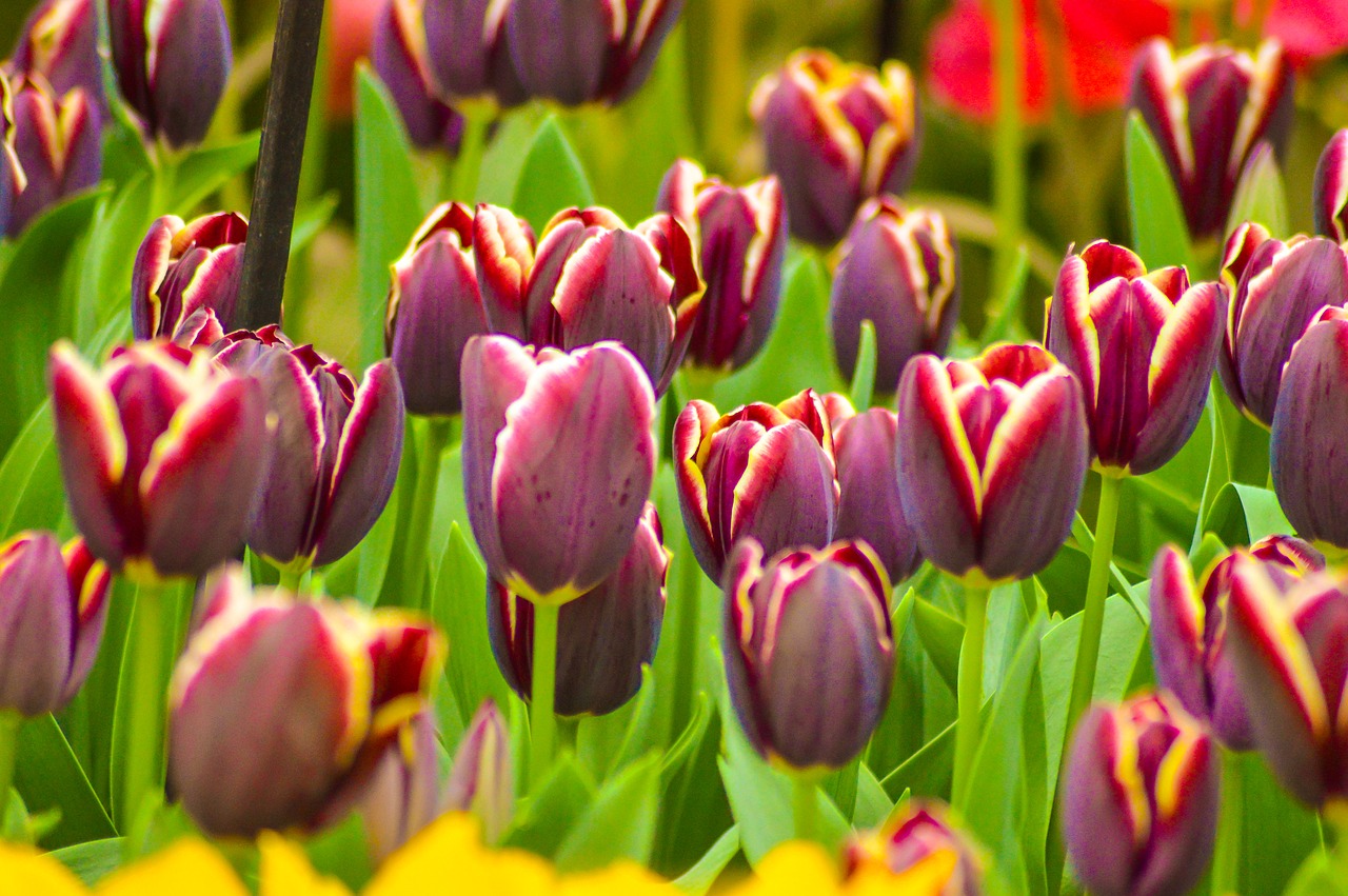 tulips  keukenhof  flower free photo