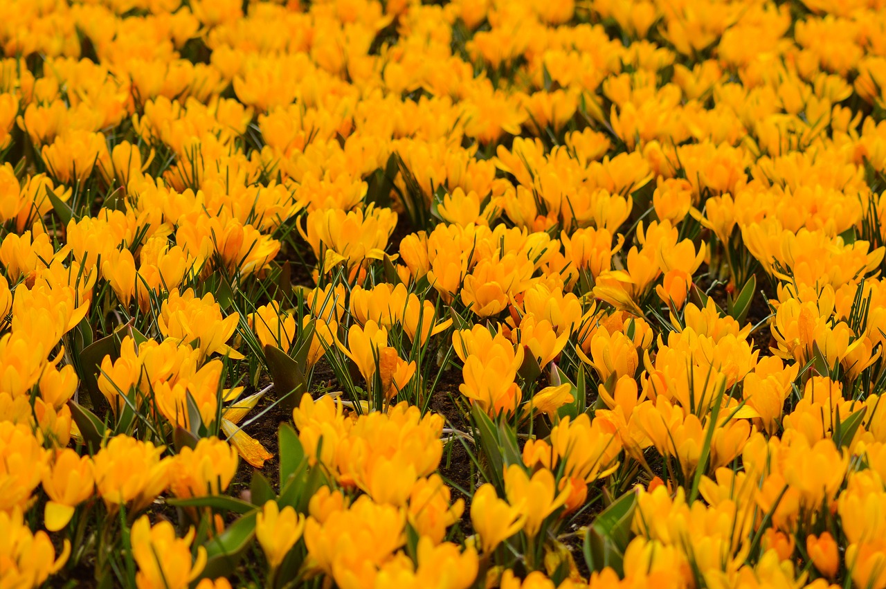 tulips  keukenhof  spring free photo
