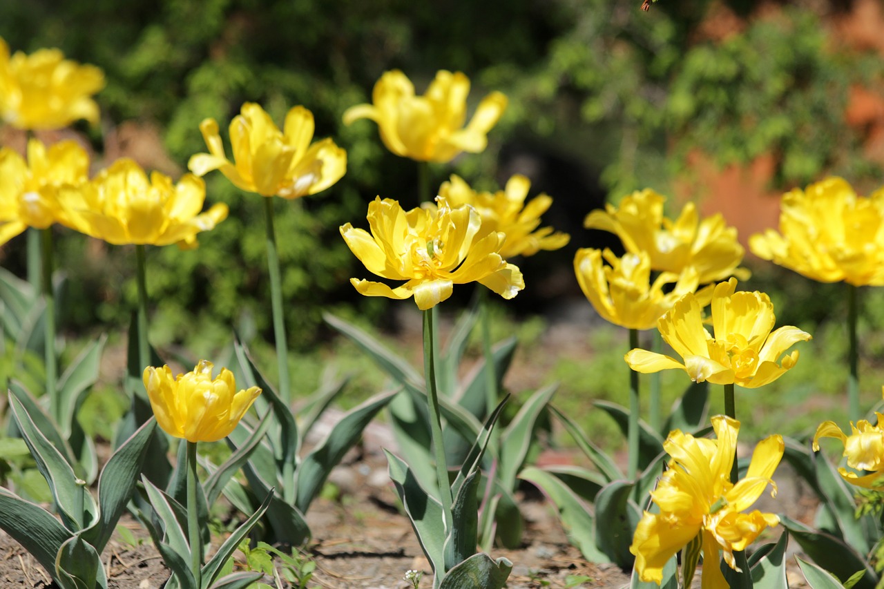 tulips  yellow tulips  flowers free photo