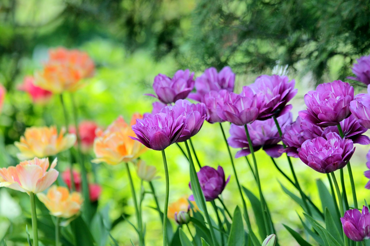 tulips  flowers  spring free photo