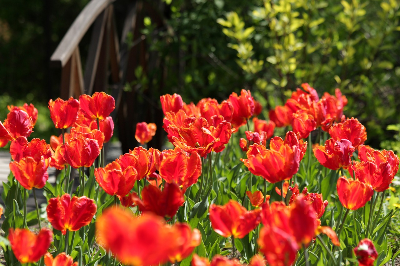 tulips  red tulips  scarlet free photo