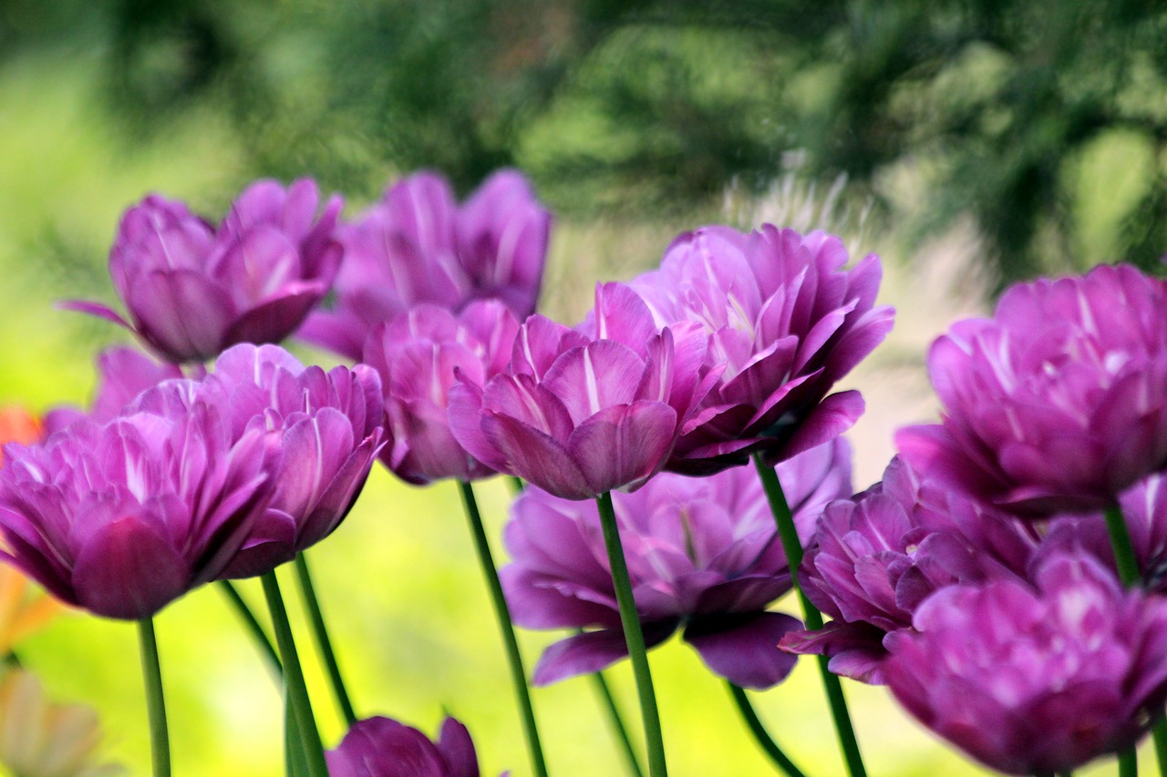 tulips  flowers  spring free photo