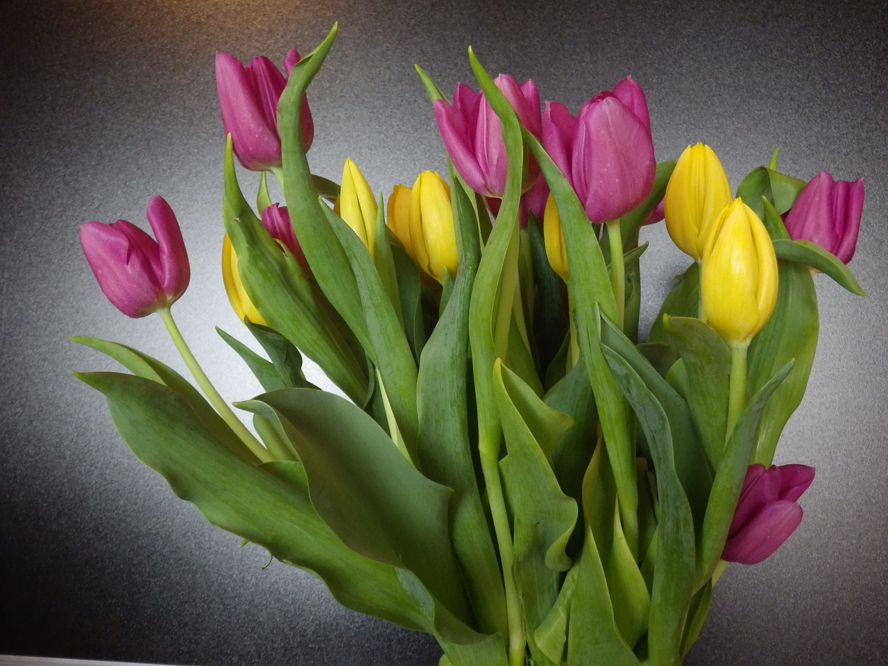 tulips  spring  flowers free photo