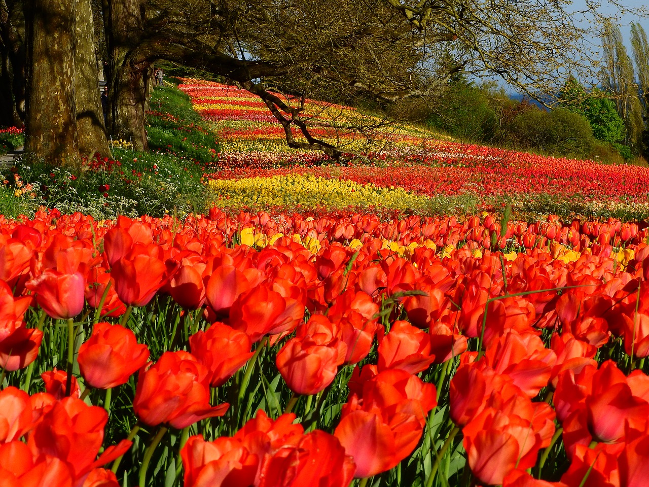 tulips  red  colorful free photo
