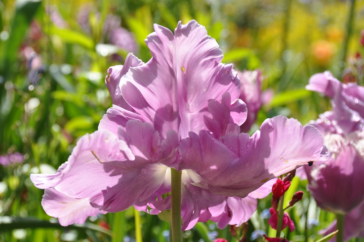 tulips  garden  flower free photo