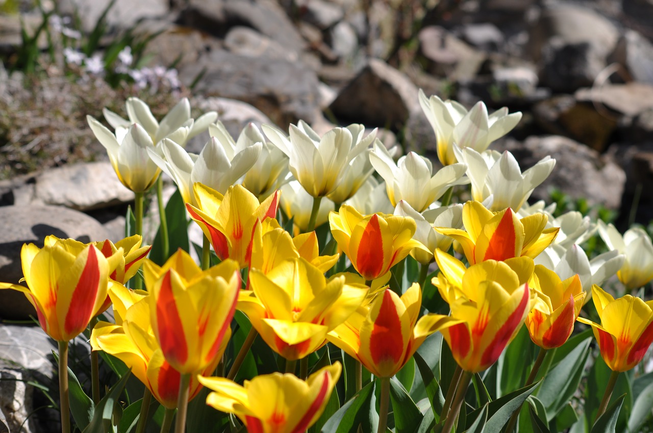 tulips  tulip  flowers free photo