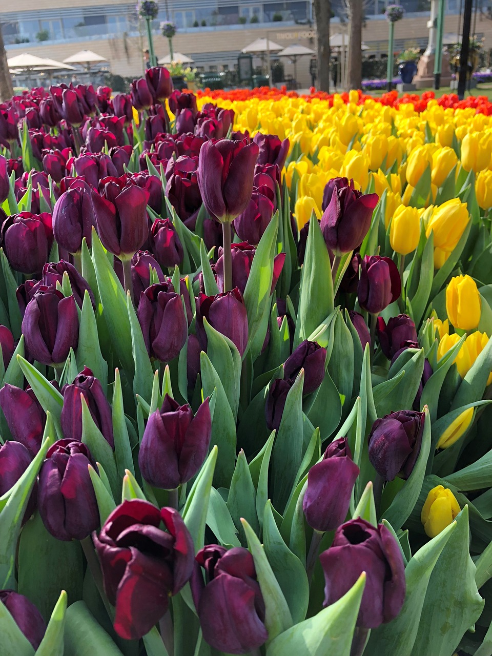 tulips  flowers  plants free photo