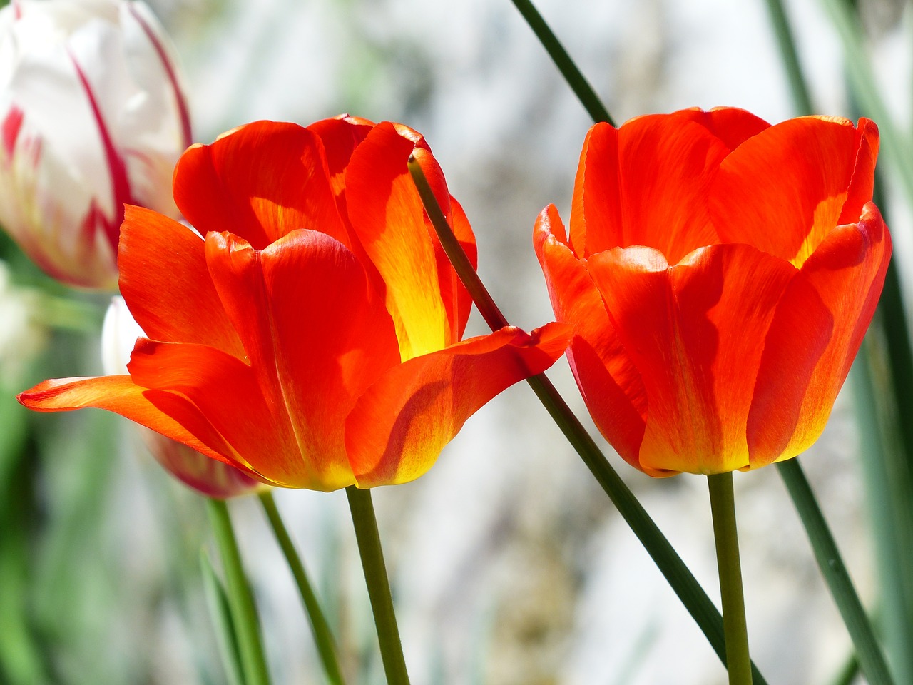 tulips red spring free photo