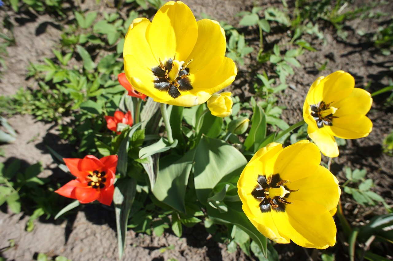 tulips flowers garden free photo