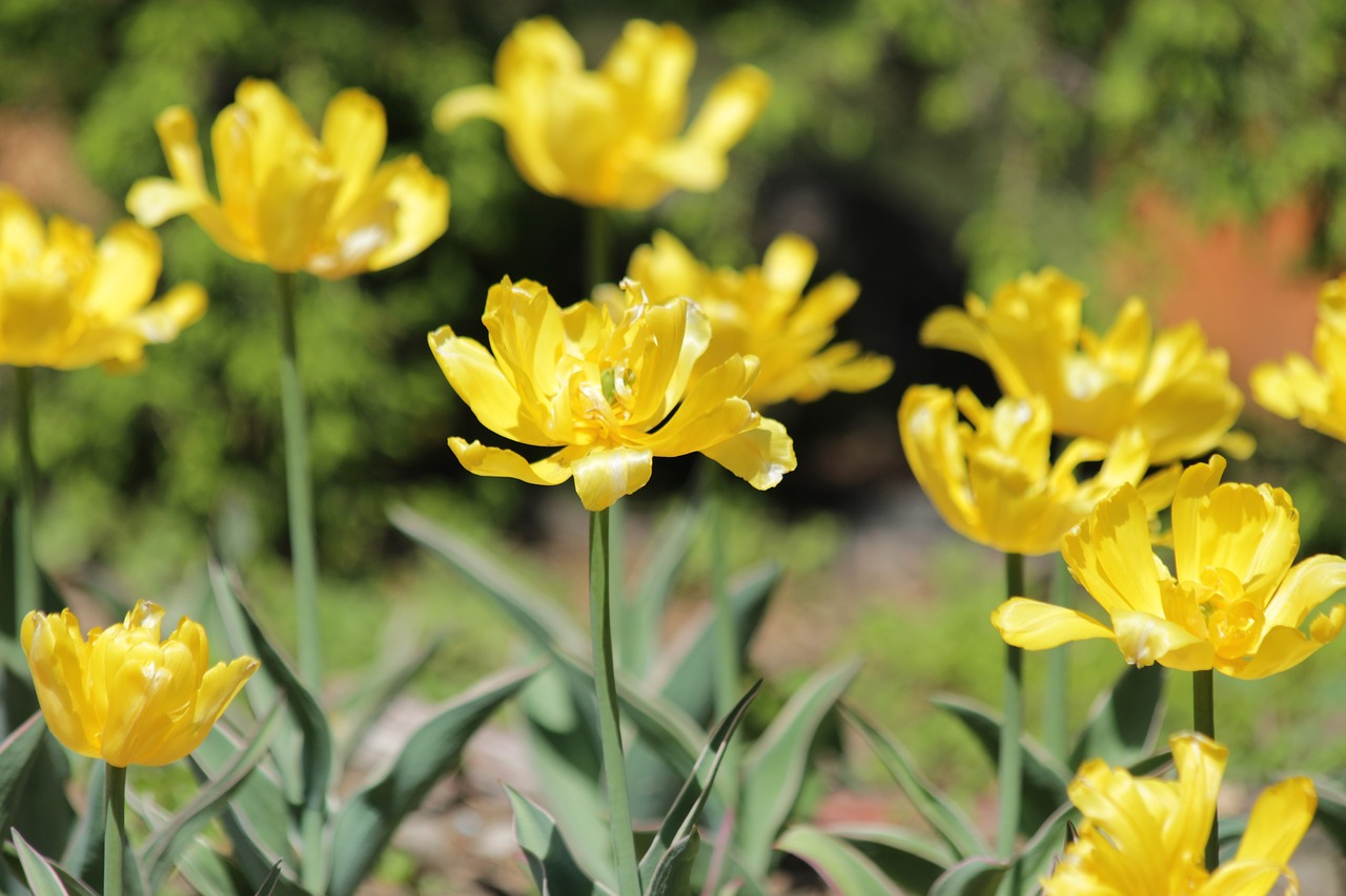 tulips  yellow tulips  flowers free photo