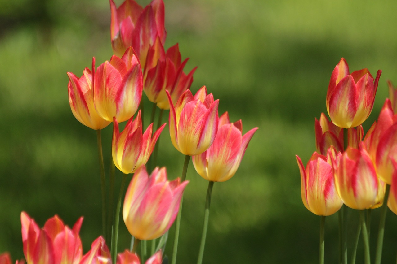 tulips  flowers  spring free photo