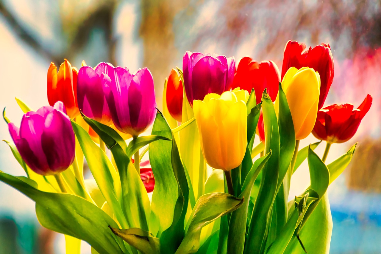 tulips  flowers  spring free photo