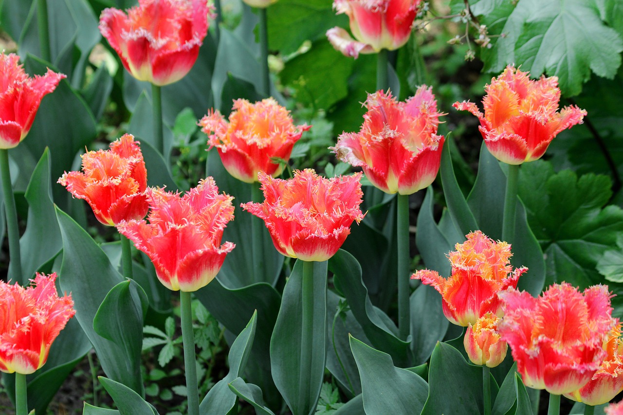 tulips  red tulips  flowers free photo