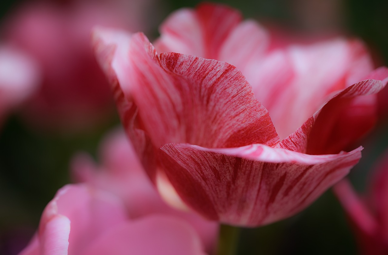 tulips  flowers  plant free photo