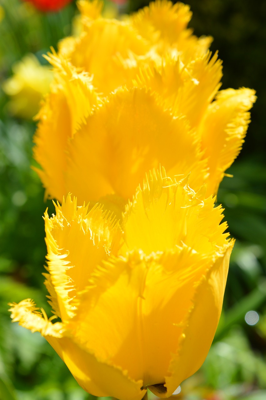 tulips  fringed  yellow free photo