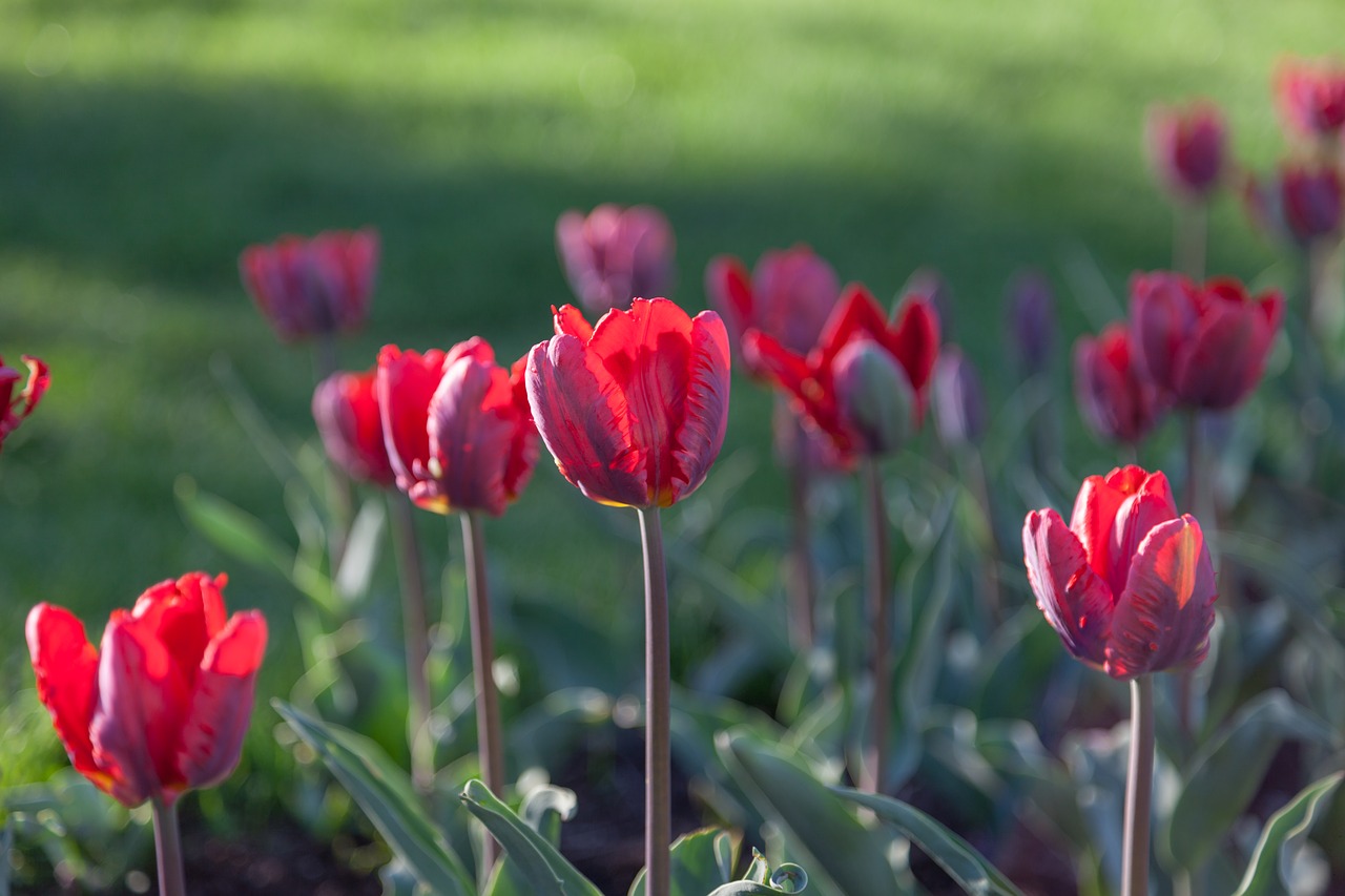 tulips  red  tulip free photo