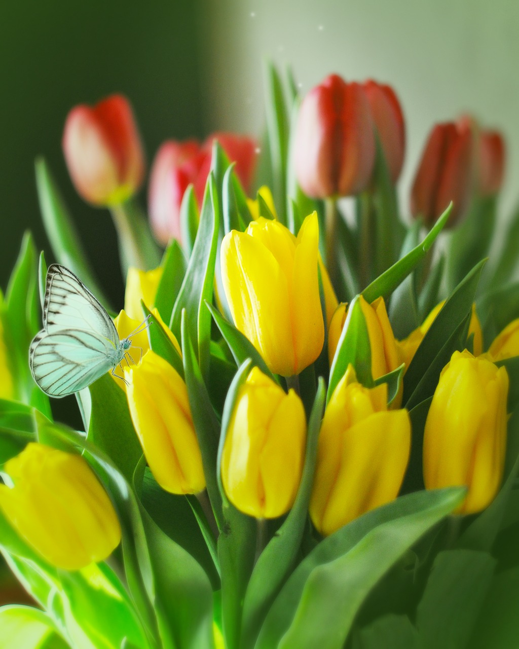 tulips  flowers  bouquet free photo