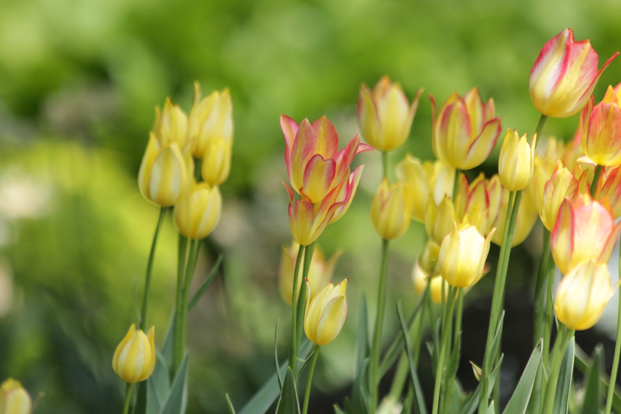 tulips  flowers  nature free photo