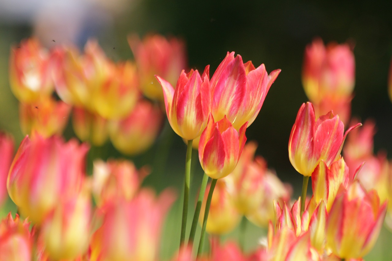 tulips  flowers  nature free photo