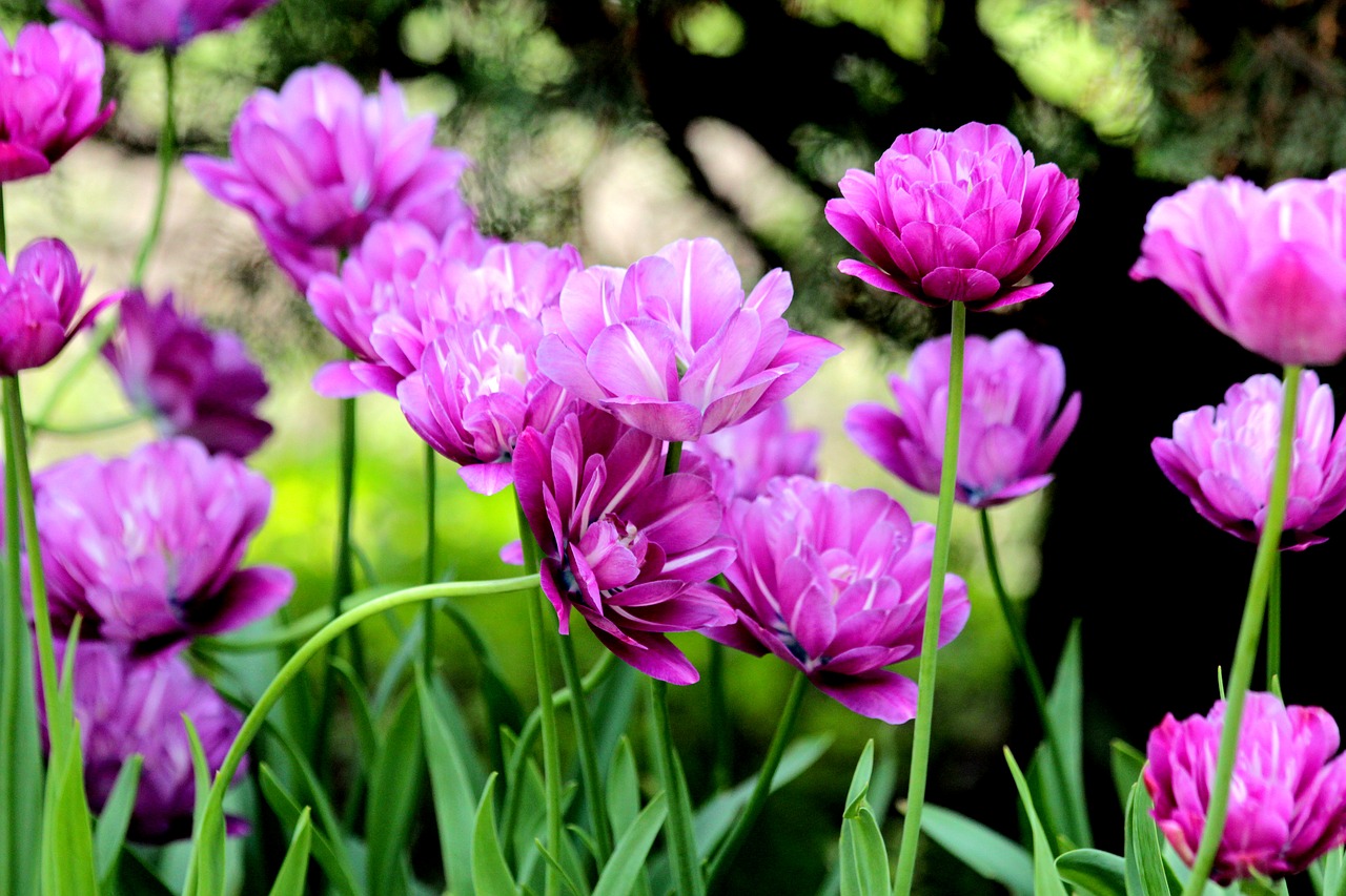 tulips  flowers  spring free photo