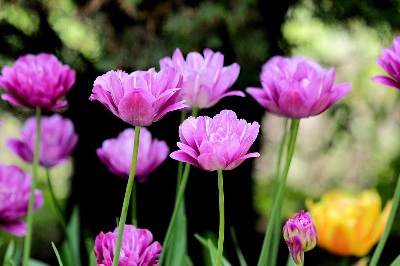 tulips  flowers  spring free photo