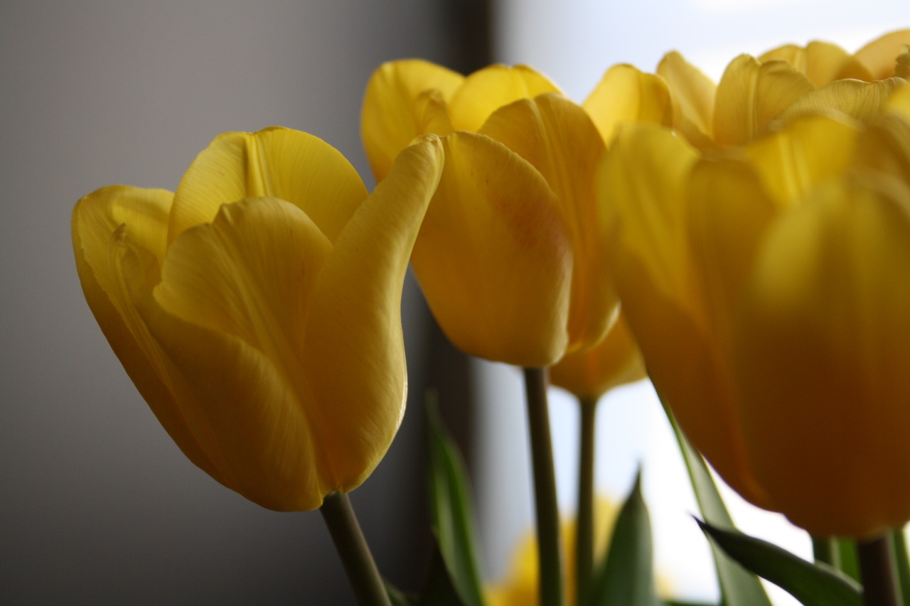 tulips  easter  flowers free photo