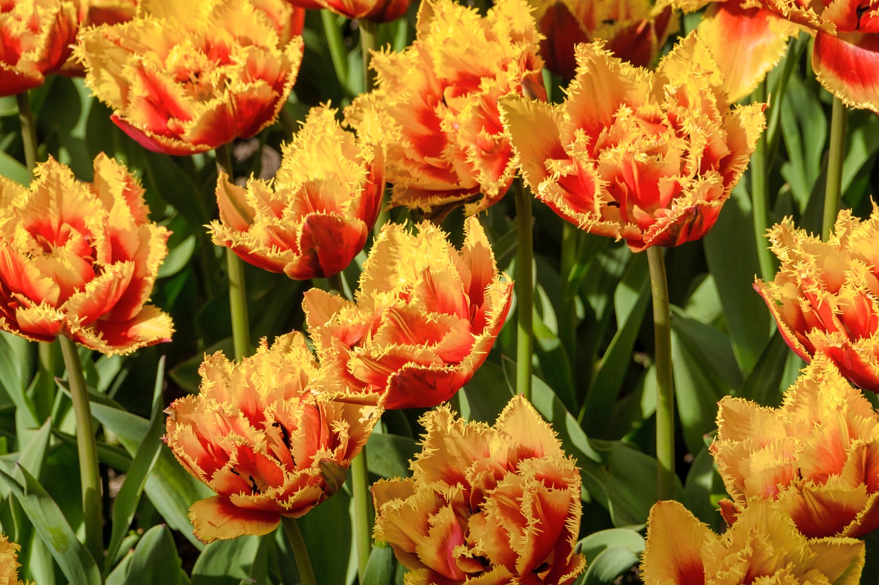 tulips  color  flowers free photo