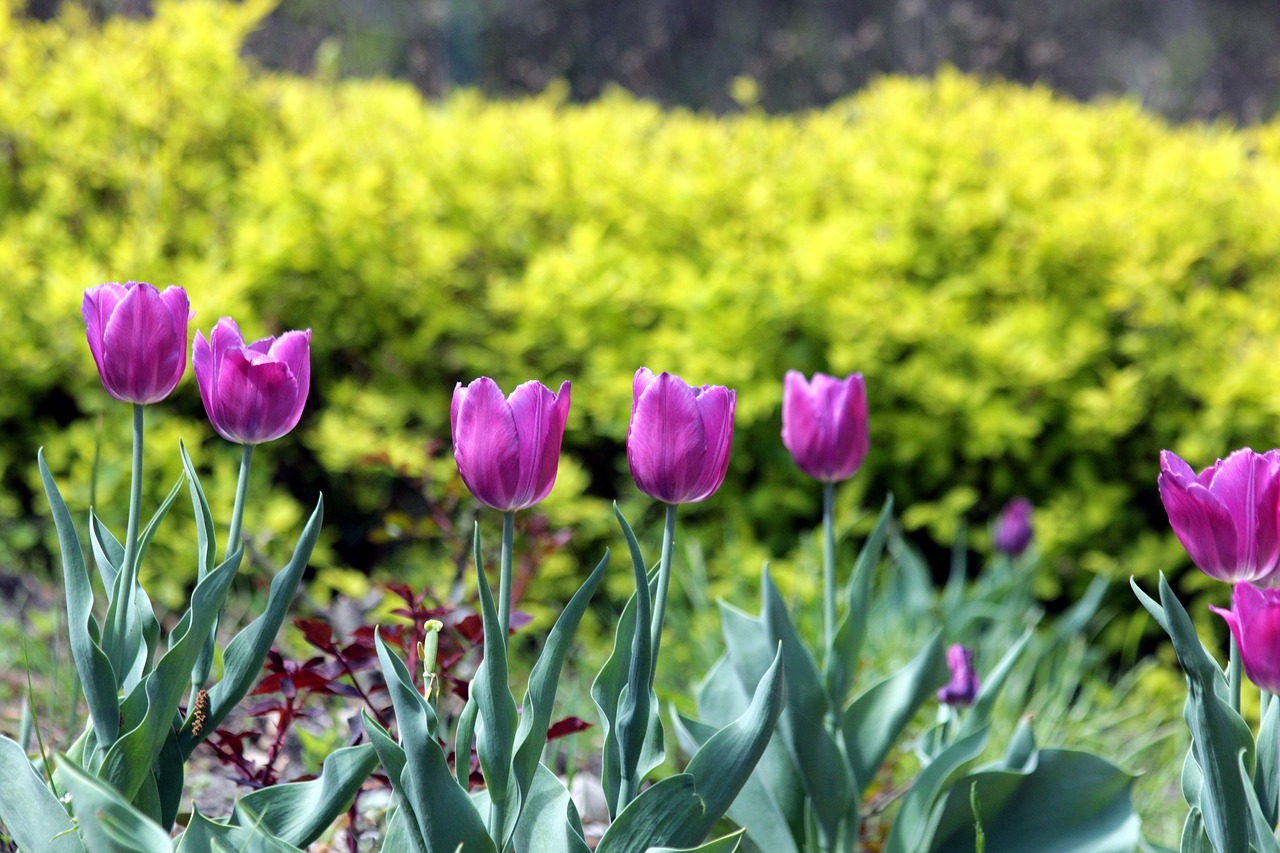 tulips  flowers  spring free photo