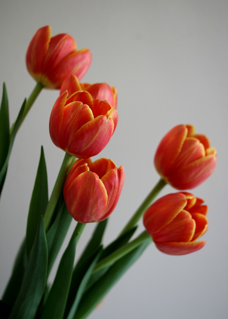 tulips  spring  flowers free photo