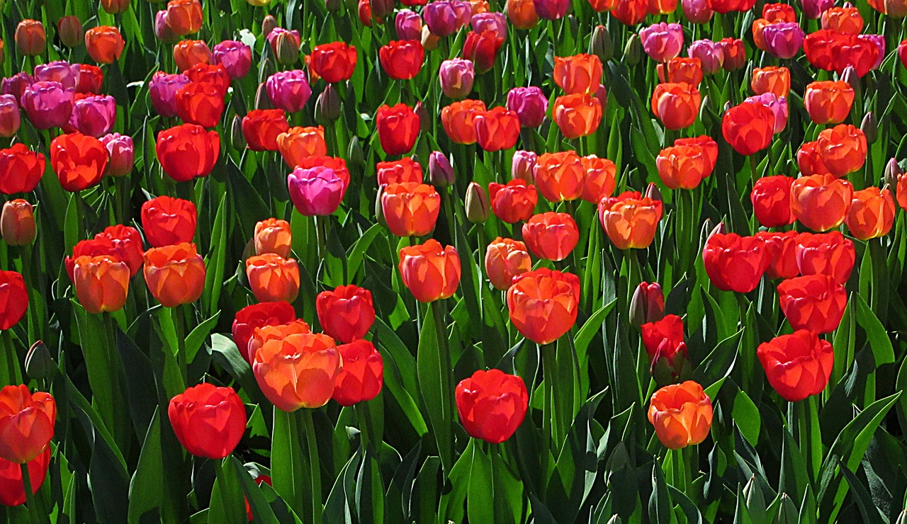 tulips  colors  red free photo