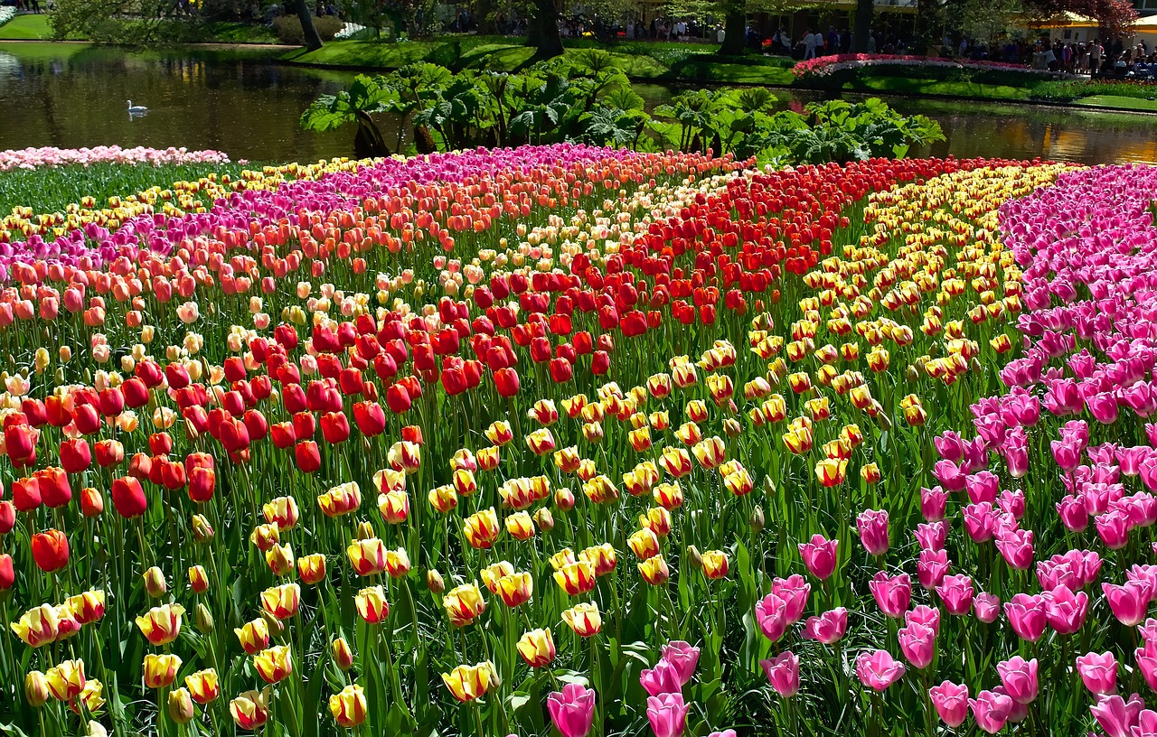 tulips  garden  blooming free photo