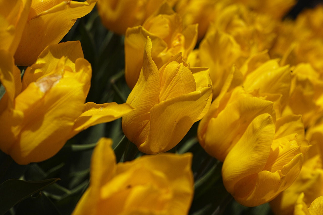tulips  yellow  spring free photo