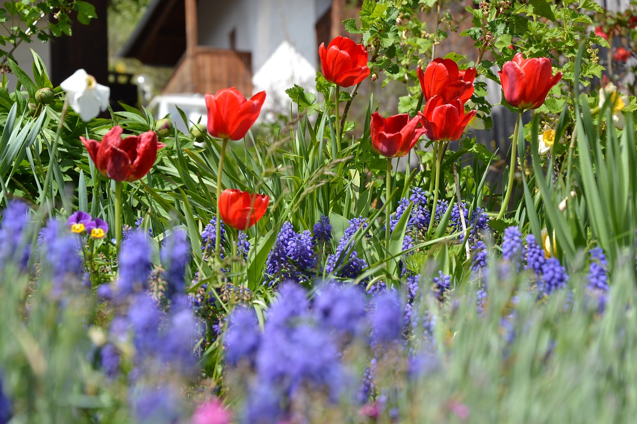 tulips  spring  flowers free photo