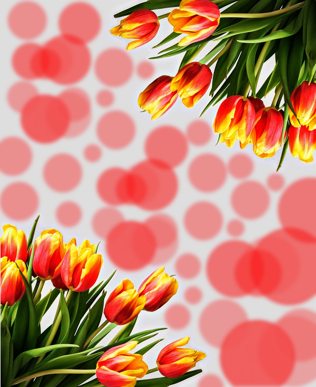 tulips  flowers  background free photo