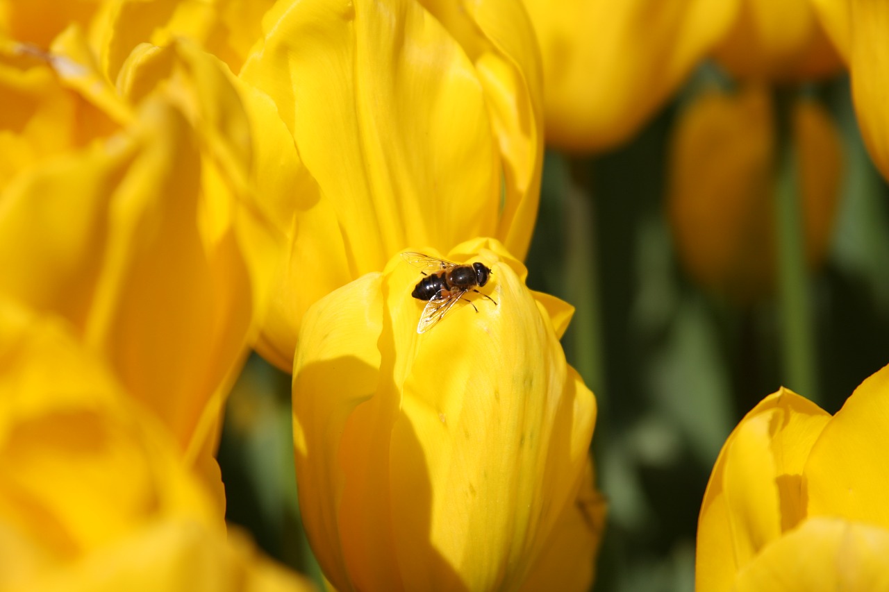 tulips  bee  flower free photo