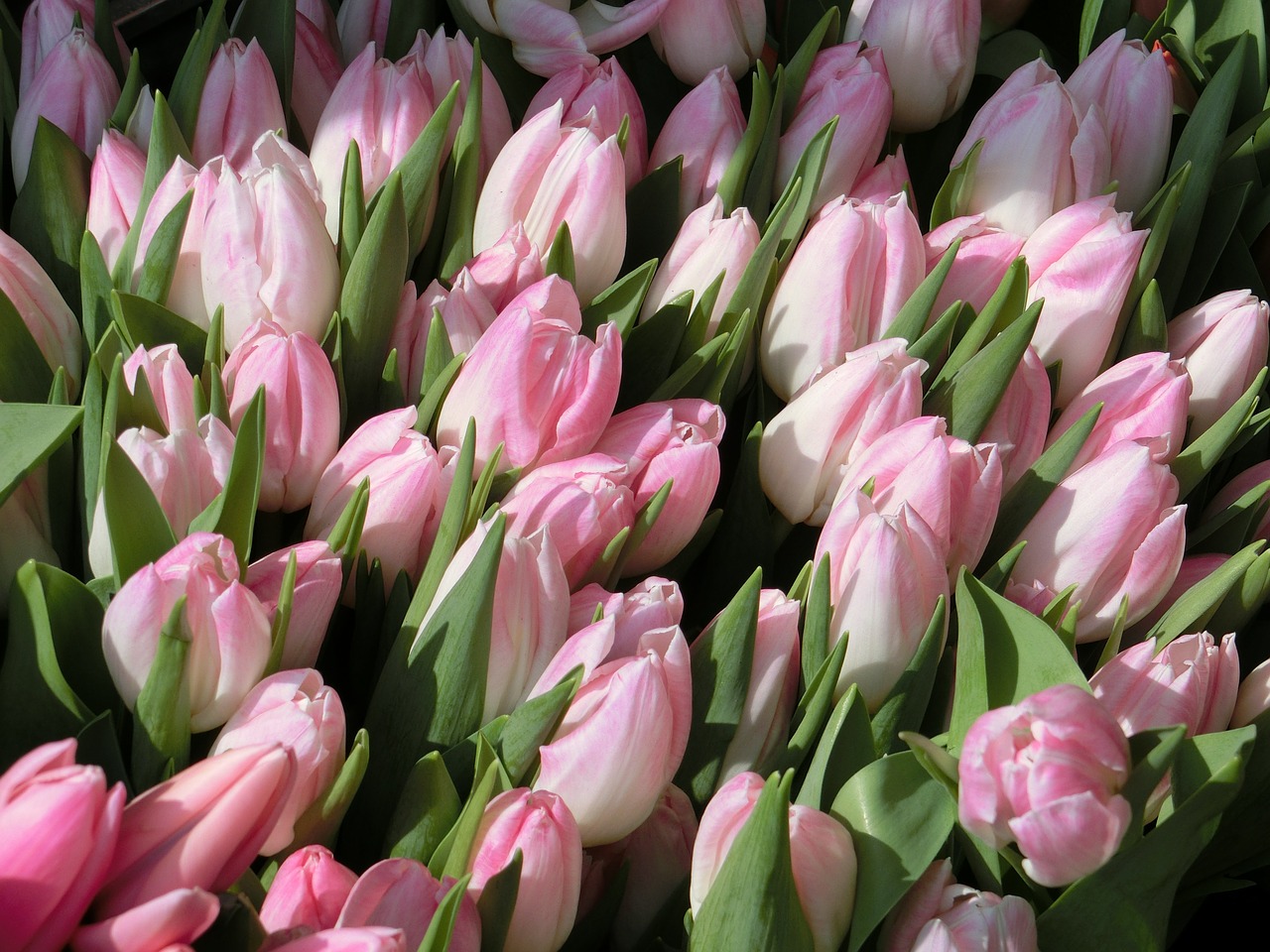 tulips flowers pink free photo