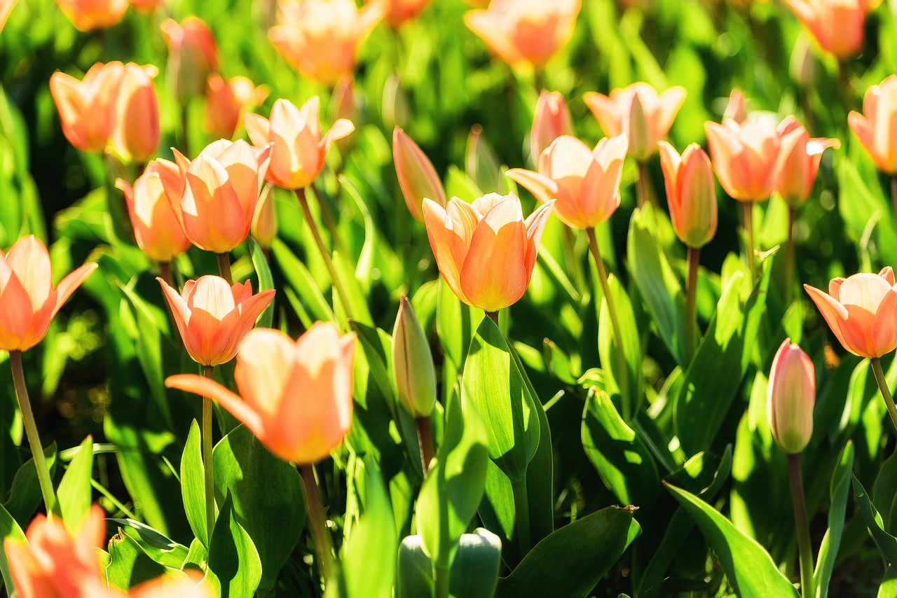 tulips  spring  flowers free photo