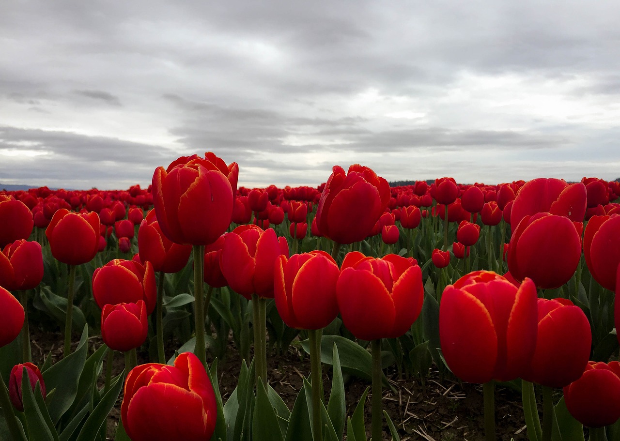 tulips  flowers  red free photo